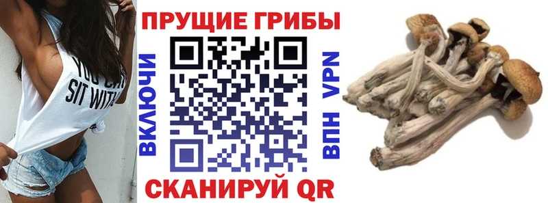 Псилоцибиновые грибы ЛСД  Купить где  Судак 